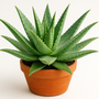ALOE VERA: WHAT YOU MAY NOT KNOW!