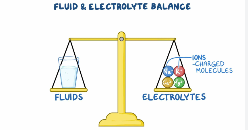 Understanding the Body’s Fluid Balance: How Daily Habits Influence Hydration and Vitamin Absorption